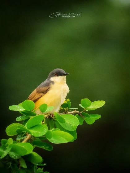 Portraits of the Wild photo 29