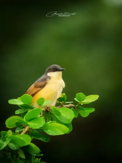This portrait of an Ashy Prinia uses a dark background to make the bird and the bright green leaves it's perched on really stand out.