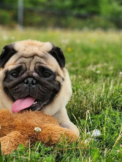 Buddy the pug enjoying a photoshoot in the lush green fields of Canada. After his weight loss journey and long flight, he's truly living the dream.