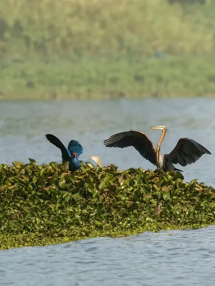 A Purple Heron spreads its wings while standing on a mat of water hyacinths, sharing the space with a Grey-headed Swamphen.