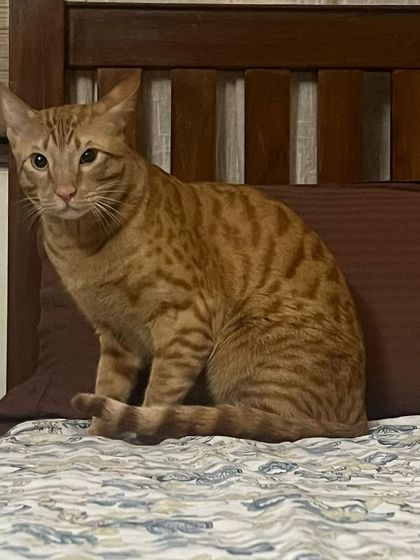 This is Luke, one of three siblings who came for a catcation. He's a handsome ginger boy and was super curious about everything.