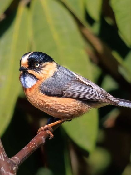 The Black-browed Tit, a colorful and active little bird found in the Himalayan forests.