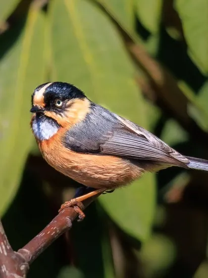 The Black-browed Tit, a colorful and active little bird found in the Himalayan forests.