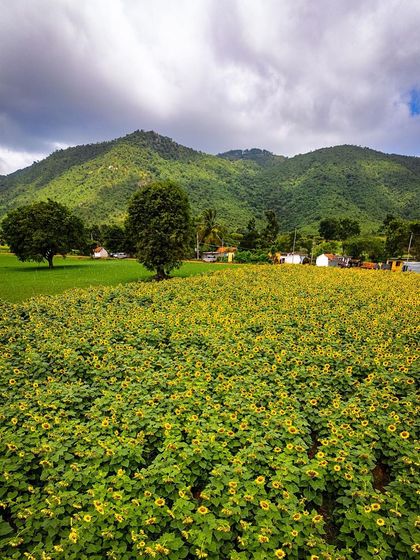 A sunflower field at the base of Gopalaswamy Betta. This view shows the vibrant agricultural landscape that surrounds the well-known hill temple.