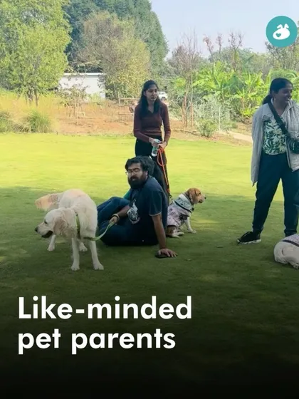 Our group activities are a fantastic way for you and your dog to meet a community of like-minded pet parents. We create a relaxed, supportive space where everyone can share stories, learn from each other, and just enjoy a calm day out.