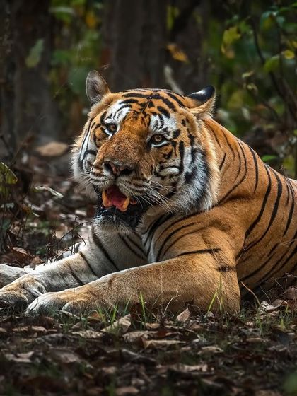 The Tiger's Realm: Portraits of India's Big Cats photo 25