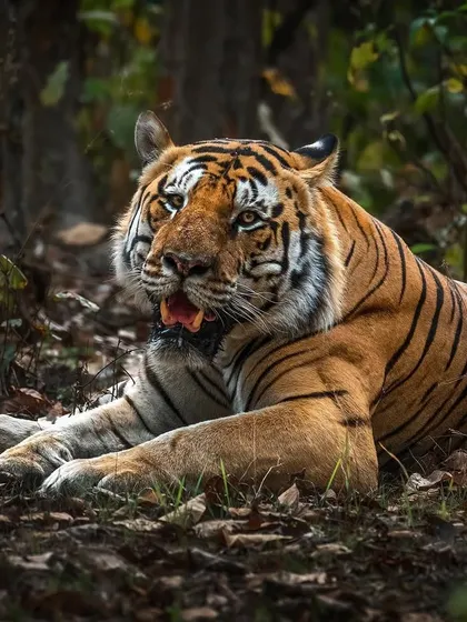 Known as the Hercules of Kanha, T46 relaxes on the forest floor. His impressive build is a testament to the rich prey base in the park and successful conservation efforts.