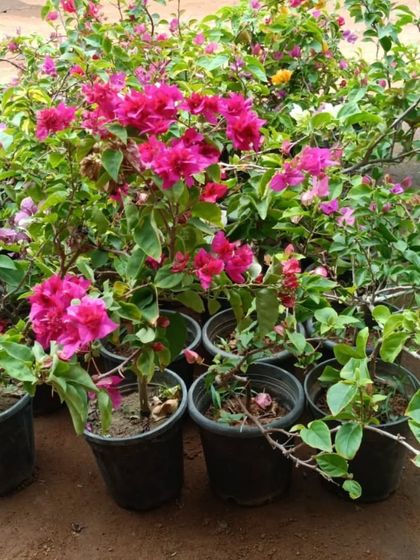 Sqft Farm - Garden & Landscape Design and Setup Our Plants & Planters photo 17