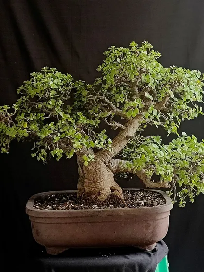 A large, impressive Jade bonsai with a full canopy. This tree is a testament to years of patient care and shaping.