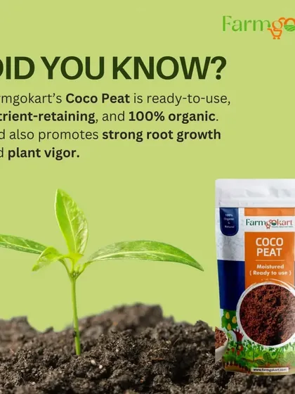 My Coco Peat is a ready-to-use, 100% organic medium that promotes strong root growth. It's excellent at retaining nutrients and moisture, helping your plants stay healthy and vigorous.