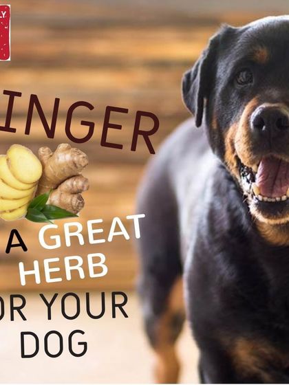 Pawtbelly - Fresh Dog Food Delivery Doggo Health & Nutrition Tips photo 6