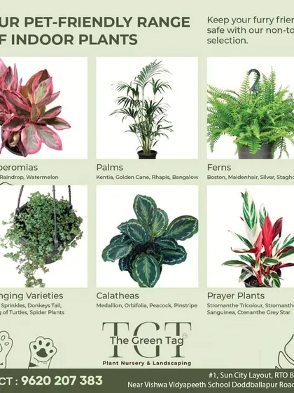 Worried about pets? We've got you covered. This guide shows our range of beautiful, non-toxic indoor plants like Calatheas, Palms, and Ferns that are safe for your furry friends.