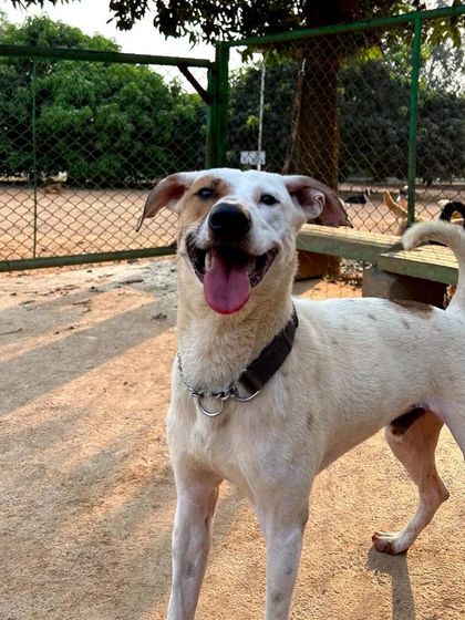 Cupa - Pet Adoption, Fostering & Sponsorship Shelter Life: Just For Smiles photo 13