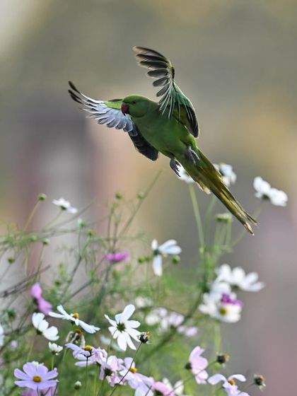 A parakeet in flight, about to land among the flowers. The motion of its wings is frozen, showing the beauty of avian flight.