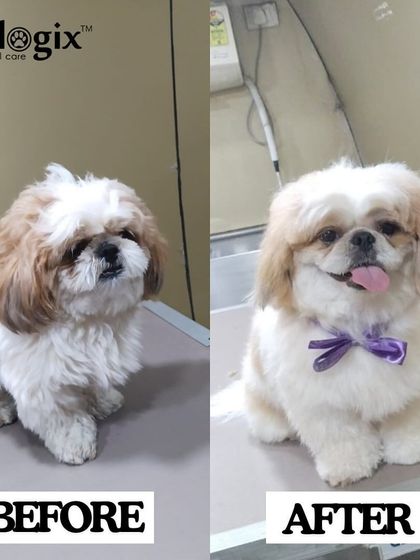 This pup is ready for Rakhi celebrations after their grooming session. A fresh cut makes them look and feel like a star.