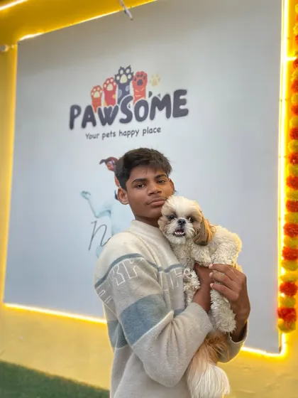 A sweet Shih Tzu enjoying a cuddle. These little guys get lots of gentle handling.