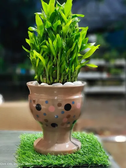 This is a classic two-layer Lucky Bamboo arrangement in a colorful ceramic pot. It's a very popular Vastu and Feng Shui plant, often kept on desks or in living rooms to attract positive energy.