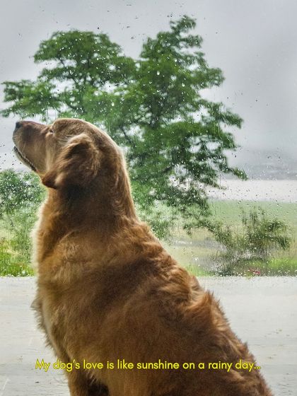 Mango the Golden Retriever looking out the window at the rain, a moment of quiet contemplation during our adventurous monsoon shoot.