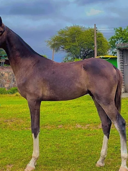 This is Kaliyaan, a young colt sired by our other stud, Bijli. He shows great potential with his long legs and elegant build, a fine example of the young stock available for purchase from our stables.
