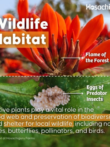Native plants like the Flame of the Forest create a vital wildlife habitat. They are part of the local food web and provide shelter for bees, butterflies, and birds.