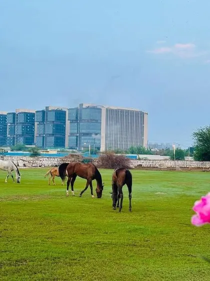 My venue offers a rare sight: horses grazing peacefully on green pastures with the modern Gurugram skyline in the distance. This unique contrast of nature and city makes my space a one-of-a-kind location for any event or shoot.
