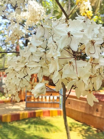 Art of Living - Spiritual Retreats & Campus Experience Our Serene Campus & Natural Beauty photo 10