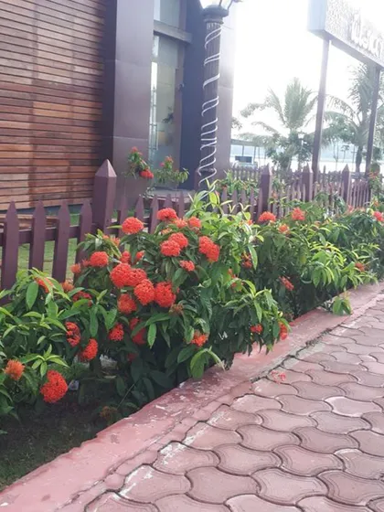 A simple and charming garden path lined with a low picket fence and a hedge of bright orange Ixora flowers. This design adds a pop of color and a neat, structured border to the property.