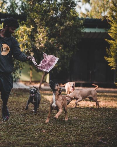 Dog Daycare