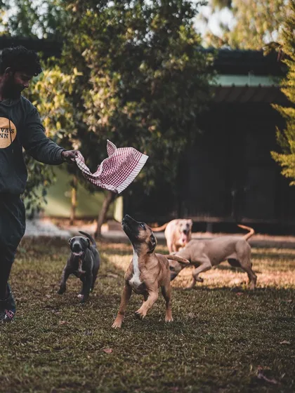 A game of tug-of-war is a great way for these Pitbulls to bond and burn energy. I always supervise group play to ensure it's safe and fun for everyone.