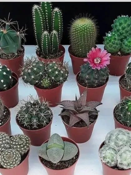 A selection of small cacti, perfect for party favors or as a starter collection. You can see many different shapes and types, including one with a flower.