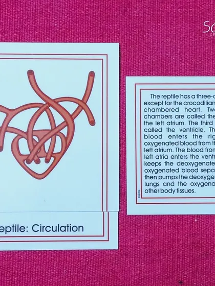 The three-chambered heart of a reptile. These cards are tools for building scientific vocabulary and seeing the interconnectedness of all living things.