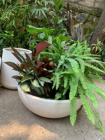 This large ceramic bowl is filled with a mix of evergreen tropical foliage, including a vibrant fern and a red-leafed Aglaonema. I design these lush bowl gardens to be beautiful from all angles, creating a dense, forest-like feel that works well as a floor planter or a statement piece.