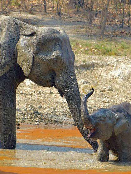 Manya Upadhyay - Travel & Documentary Photography Wildlife Encounters photo 8