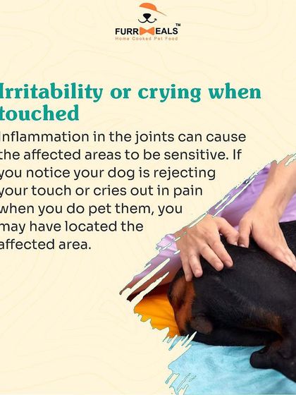 This detailed guide helps you identify the signs of arthritis in your dog. Learn to spot reluctance to move, limping, irritability when touched, and changes in behavior, so you can seek help sooner.