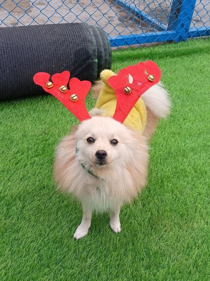 A fluffy Pomeranian looks straight at the camera, sporting the same cute reindeer antlers. We make sure every dog, big or small, gets to be part of the festive fun.