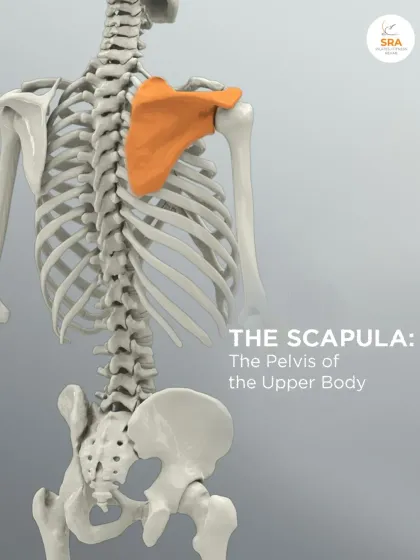 The scapula is often called the "pelvis of the upper body" because of its critical role in providing a stable base for arm movement.
