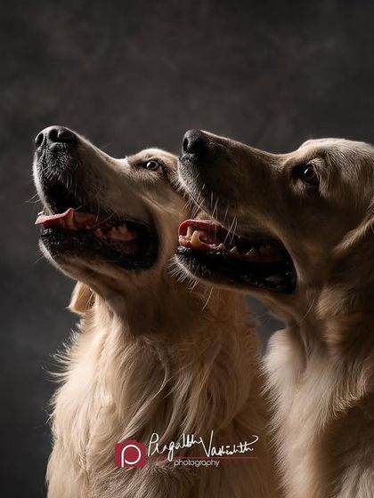 Pragalbh - Fine Art Pet Photography Studio Paw-traits photo 6