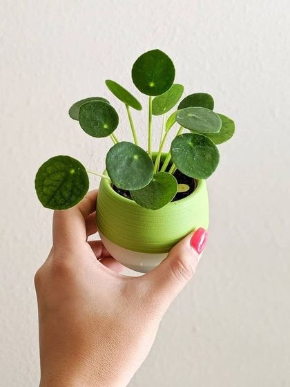 Hygrinz - Plant Sales & Gardening Supplies Indoor Plants for Every Space photo 9