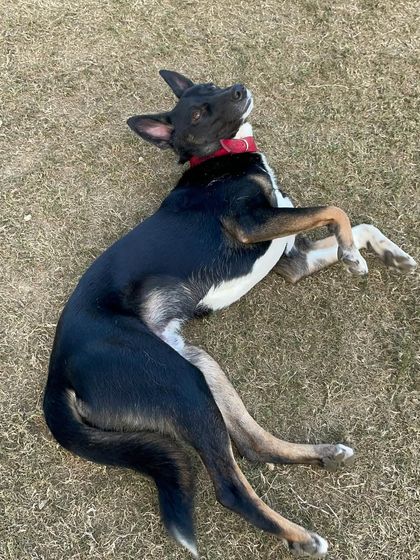 Meet Sheru, a complete goofball who loves to roll around and show off his playful side.