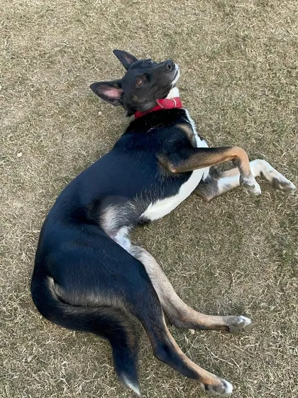 Meet Sheru, our resident goofball. This Indie boy is full of energy, loves to chase his friends, and is as mischievous as he is sweet.