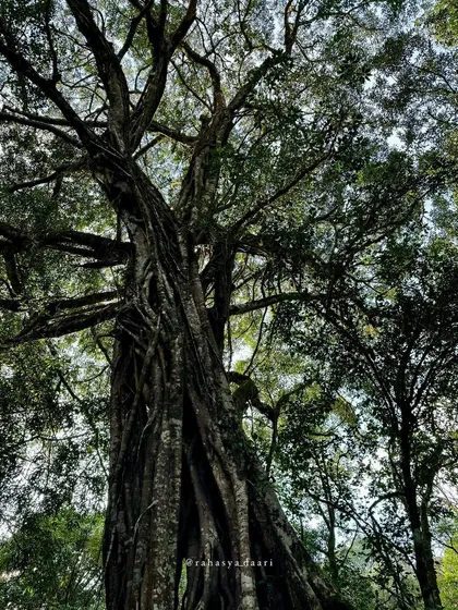 The dense, ancient trees that line the trekking trail to Bandaje Falls, showing the deep forest experience.