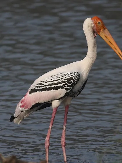 A Painted Stork wading in the wetlands of India. Unlike the hybrid species sometimes seen in Singapore, this bird displays the pure, rich coloration of its species, with a vibrant orange head and delicate pink hues on its wings.
