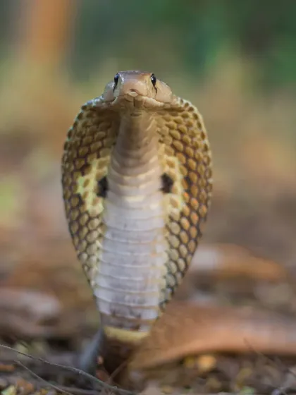 The Indian Spectacled Cobra, a snake that commands both reverence and fear. Through my photography, I aim to go beyond the fear and show the incredible beauty and importance of these reptiles, which are so vital to our natural world.