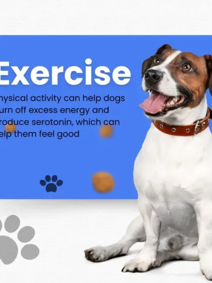 Physical activity is a great way to help dogs with excess energy or anxiety. Exercise helps burn off nervous energy and produces serotonin, the "feel-good" chemical, which can help them feel more balanced and calm.