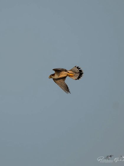 The Red-necked Falcon in a dynamic flight pose, with its tail fanned out.