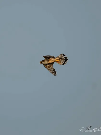The Red-necked Falcon in a dynamic flight pose, with its tail fanned out.