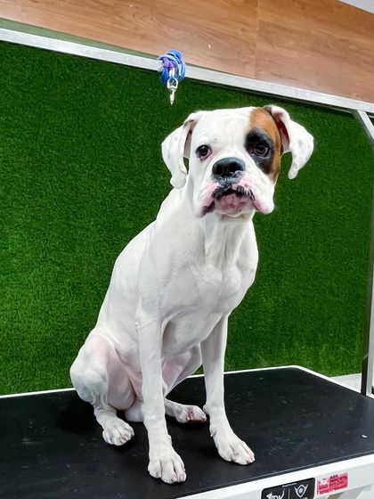 Pets Forever - Full Service Dog Grooming Complete Grooming for All Breeds photo 8