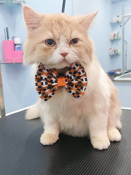 Mamppi Deb - Pet Grooming & Styling Feline Friends: Cat Grooming photo 13