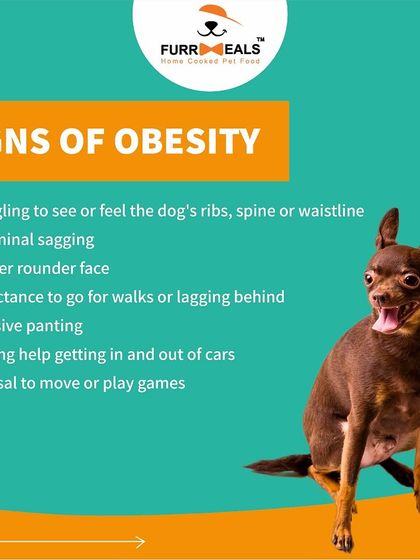 One in every two dogs in India is overweight. This guide shows you the signs of obesity, lists the breeds most prone to it, and explains the serious health risks involved. Knowledge is the first step to prevention.