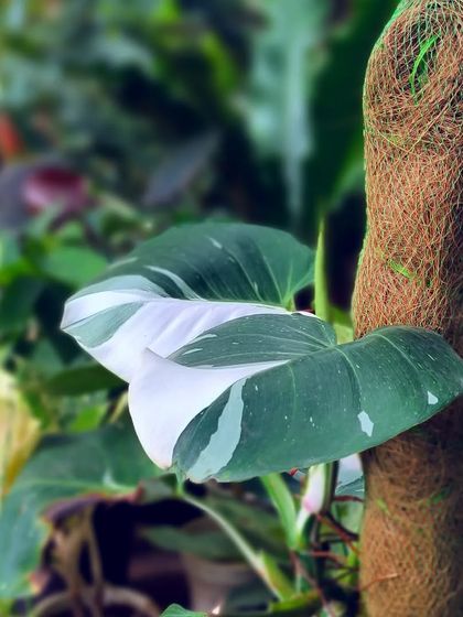 Rare & Collector's Plants photo 8